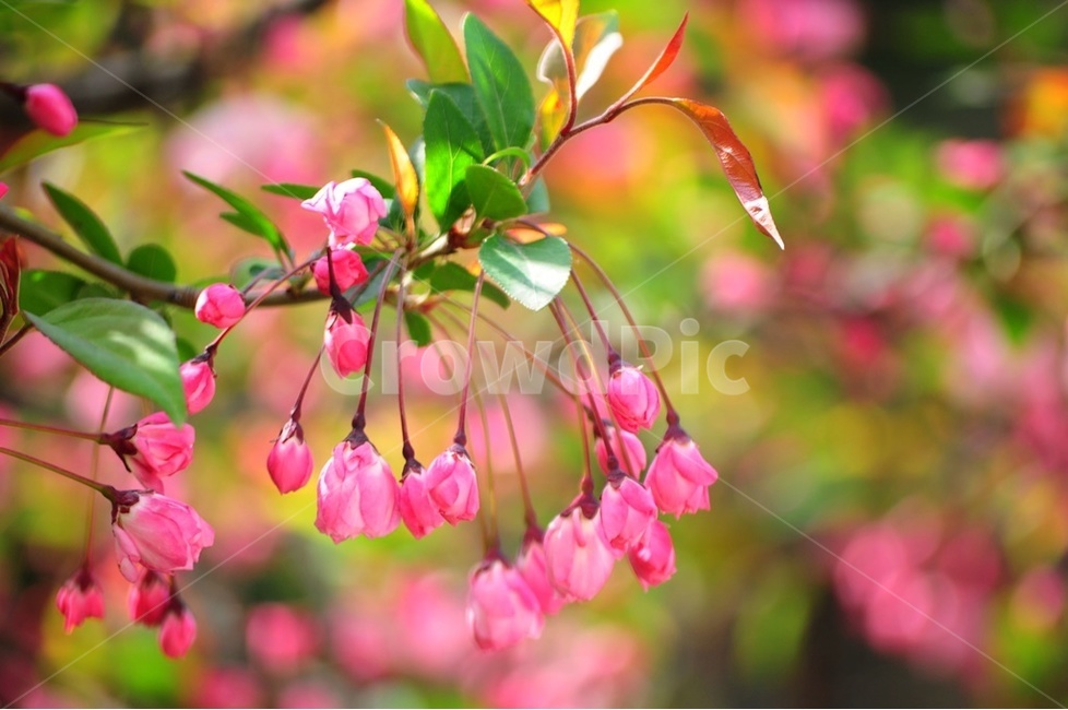 감성,빛방울,분홍꽃,수사해당화,꽃비,식물,자연,plants,nature,꽃,flower