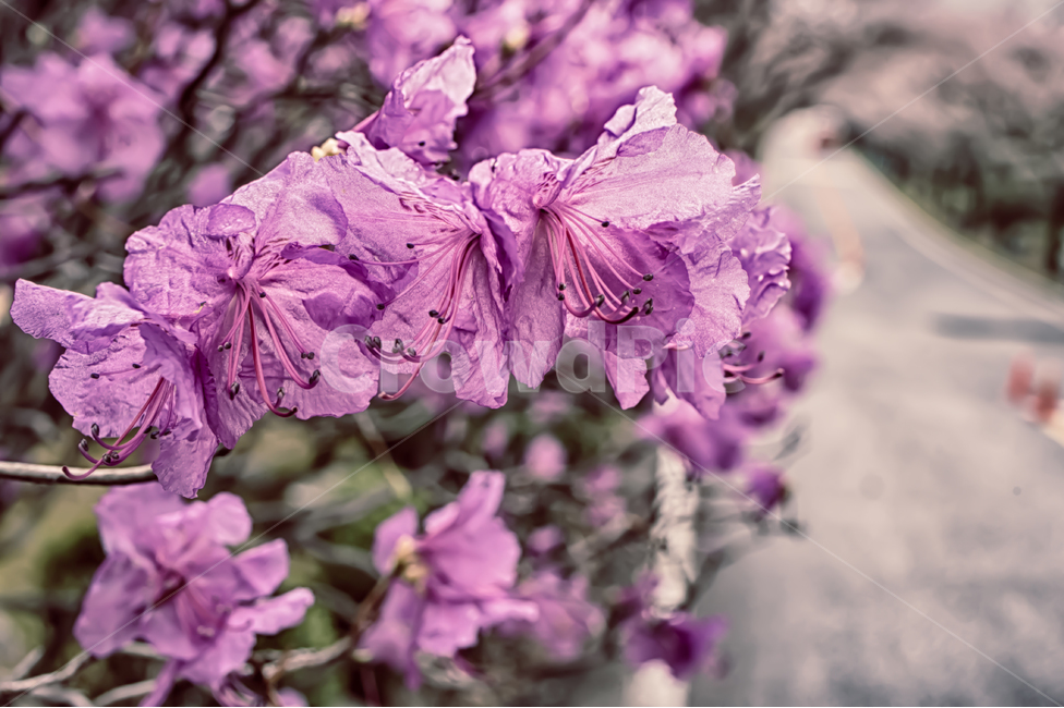 진달래,봄,붉은꽃,길,봄길,분홍,기다림,봄,계절,spring,season,식물,자연,plants,nature,꽃,flower,blossom,geranium,제라늄,plant