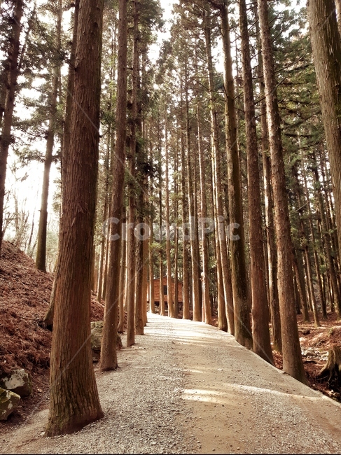 숲길,산책길,숲,산책,나무,피톤치드,산책로