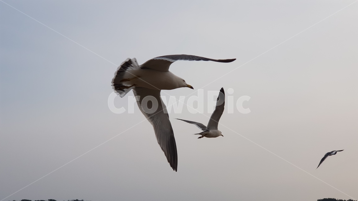 bird,새,동물,flying,나는,갈매기