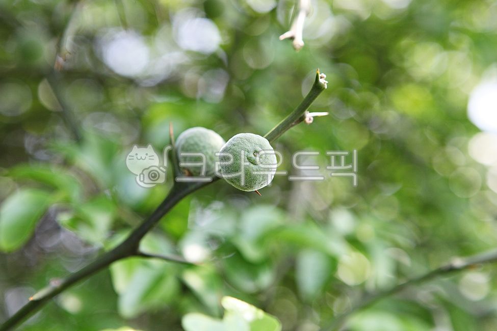 탱자,탱자나무,열매,약용,먹거리,식용,음식