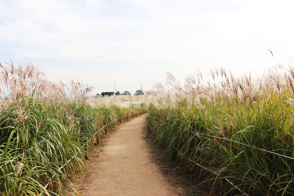 가을,배경,억새,갈대,길,식물,plant,fall,road,background,grass,잔디,reed,곡물