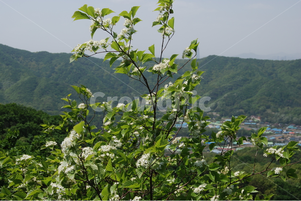 객산,웨례둘레길,봄,야생화,탐방로,식물,자연,plants,nature,꽃,flower