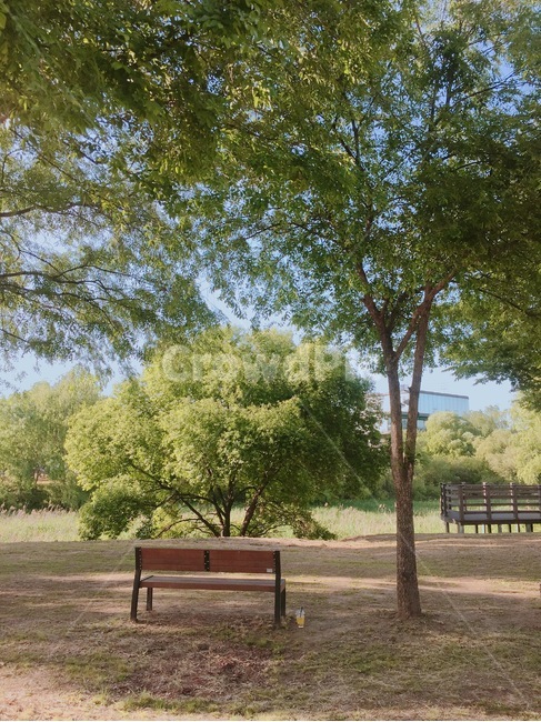 벤치,bench,식물,plant,나무,tree,자연,nature,풍경,봄,오후