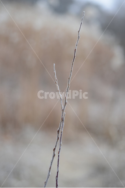 겨울,눈꽃,상고대,눈,늦가을,초겨울,계절,추위,아름다움,식물,접사,winter,misty,rime,airhoar,겨울,계절,winter,season,식물,자연,plants,nature
