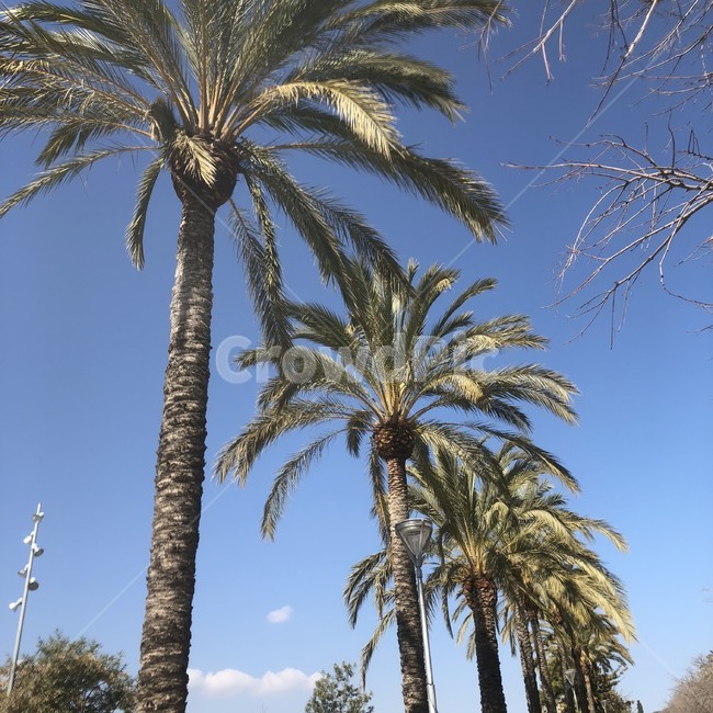 야자수,여름,풍경,해변,비치,자연,풍경,nature,landscape,식물,plants,나무,trees,wood,summer,palm tree,tree,plant