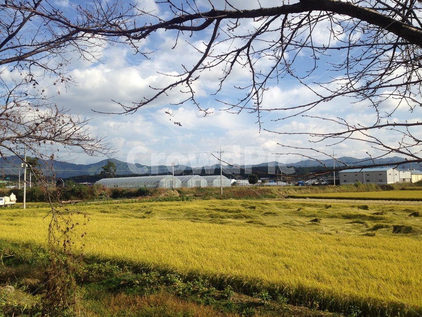 grassland,목초지,field,들,outdoors,옥외,nature,자연,농촌,농업,농사,agriculture,farming,farming industry