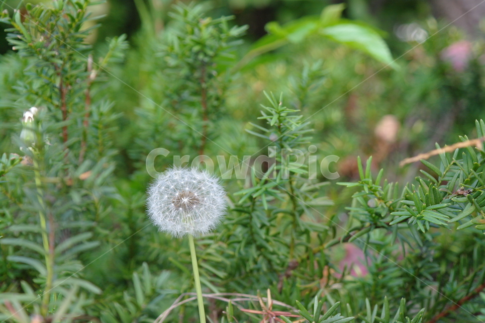 들,꽃,자연,민들레,풀,식물,자연,plants,nature,꽃,flower
