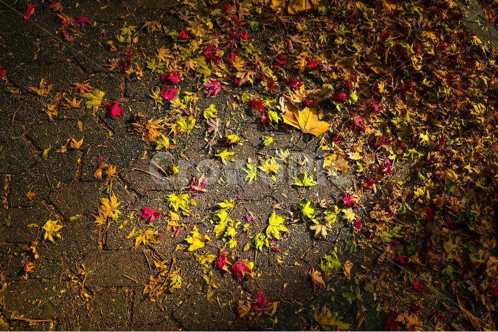tree,나무,plant,식물,ground,바닥,가을,늦가을,단풍,낙엽,자연,빛,가을,계절,fall,autumn,season