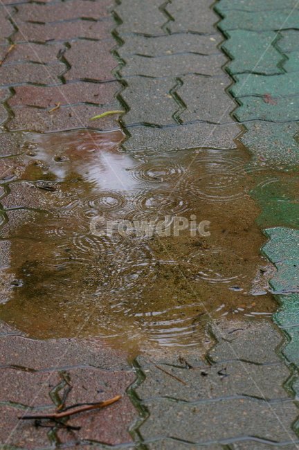 흐린날,비,rain,rainy,빗방물,물방울,water,물,outdoors,옥외