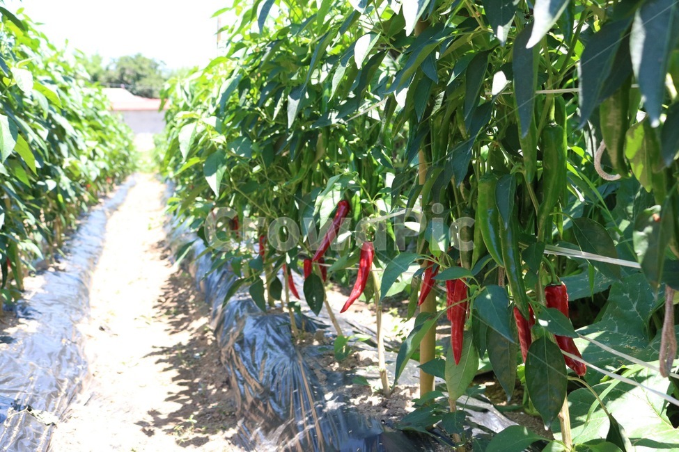 고추,고추밭,식물,채소,자연,햇빛,야채,chili,toukarashi,plants,shokubutsu,vegetable,yasai,nature,sunlight,hizashi,초록,green,midori,빨강,red,aka,그림자,shadow,kage,여름,summer,natsu,채소,야채,vegetables,산업,industry,industrial,농업,농사,agriculture,farming,farming industry