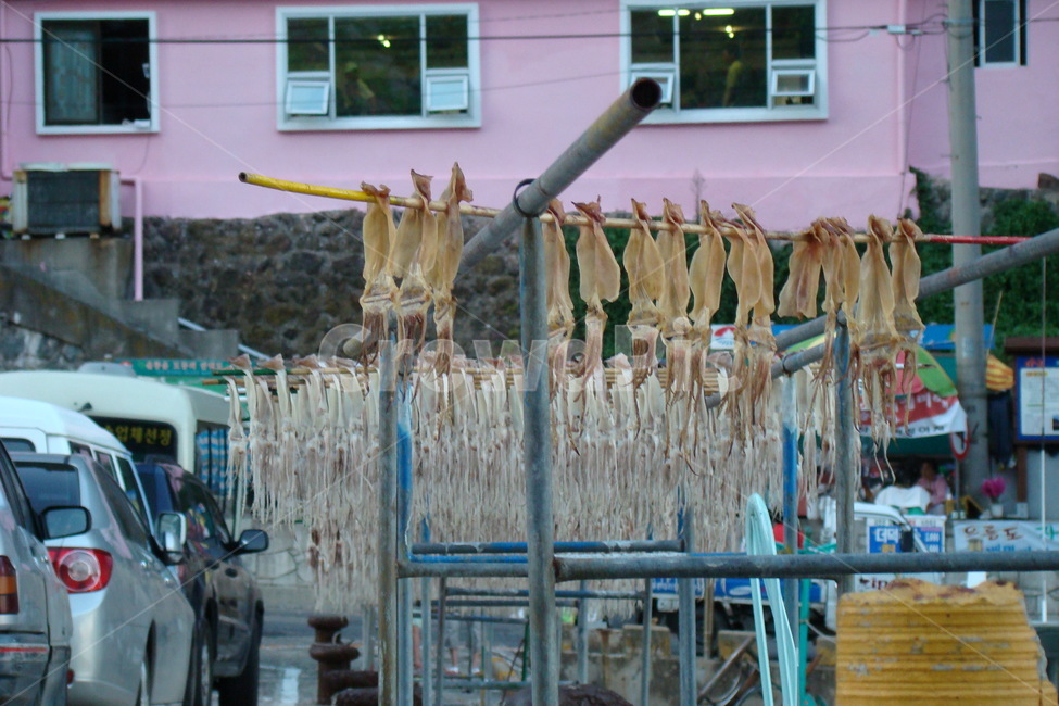 울릉도,오징어,오징어말리기,ulleung,island,자연,nature,삶,어촌,섬마을