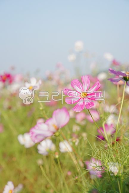 nature,anemone,Cosmos,grassland,outdoors,field,fall flowers,daisy