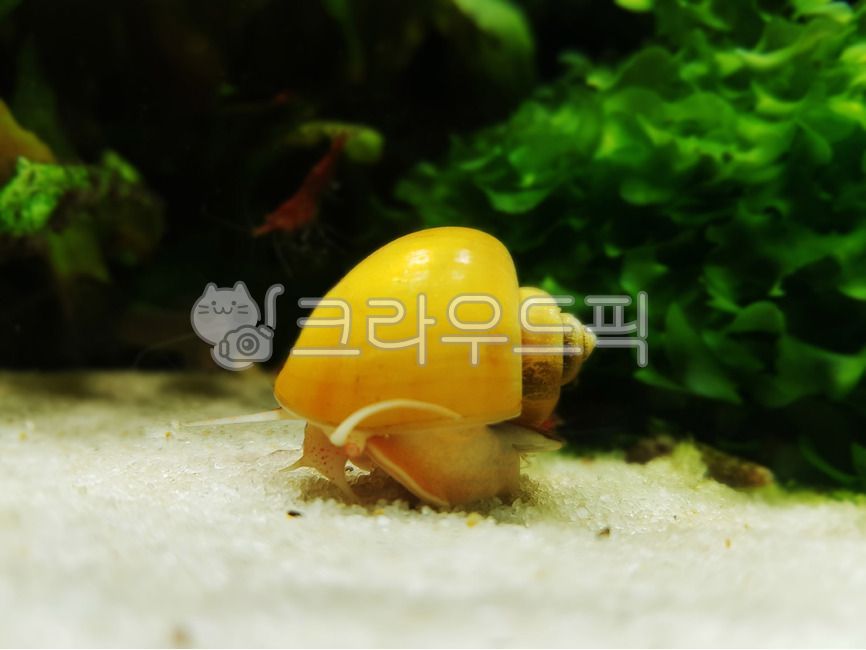무척추동물,애플스네일,물달팽이,달팽이,사과우렁이,노란달팽이,감성동물,우렁이,노란동물,노란색