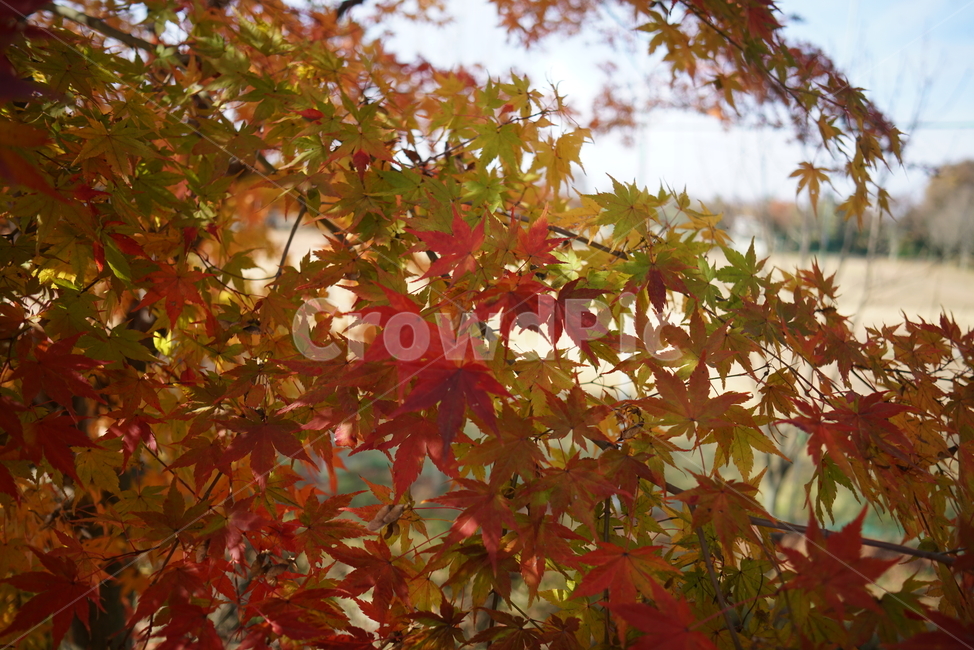 단풍나무,단풍잎,가을단풍,leaf,잎,plant,식물,tree,나무,단풍,가을,계절,fall,autumn,season,식물,자연,plants,nature,나무,trees,wood