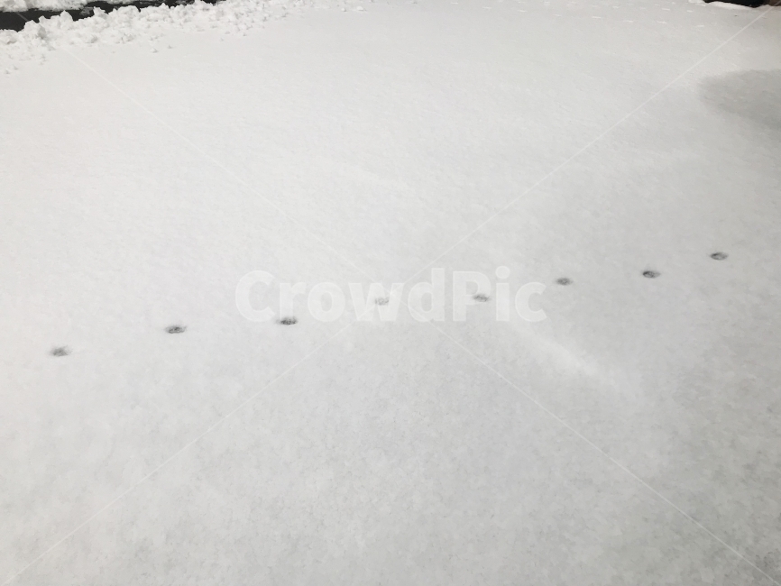 눈,겨울,고양이발자국,함박눈,발자국,고양이,눈발자국,발걸음,하얀눈,겨울,계절,winter,season,흑백,모노톤,monochrome,black and white