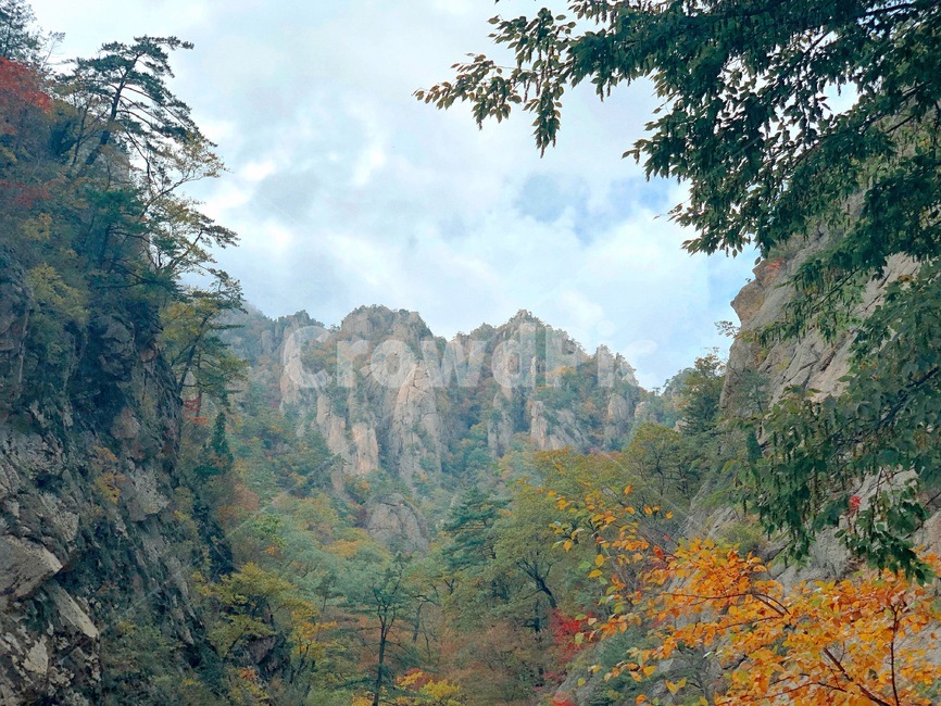 설악산,mountain,산,단풍,maple,가을,계절,fall,autumn,season,자연,풍경,nature,landscape,tree,나무,plant,식물,fir,전나무