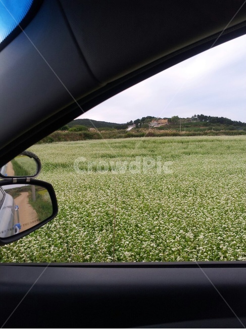 창밖풍경,메밀꽃,메밀밭,풍경,봄꽃