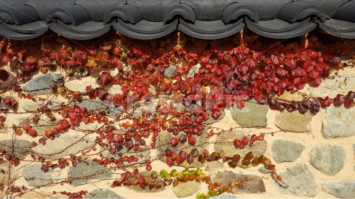 가을,담장,향수,단풍,한옥,가을,계절,fall,autumn,season,한국전통,한국문화,korean traditional,korean culture,식물,자연,plants,nature,건축물,건물외관,exterior,building,structure,architecture,construction,roof,지붕