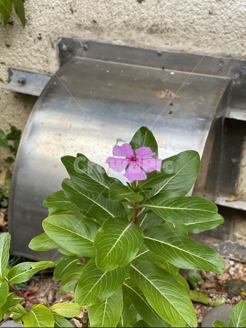 plant,식물,leaf,잎,화단,정원,꽃,flower,garden,식물,자연,plants,nature,꽃,flower