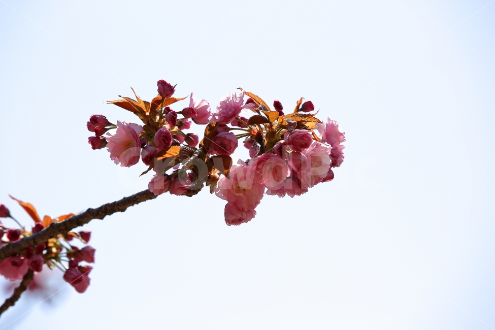 봄,날씨,풍경,식물,꽃,벚꽃,색감,사진,식물,자연,plants,nature,봄,계절,spring,season,꽃,flower,plant,blossom