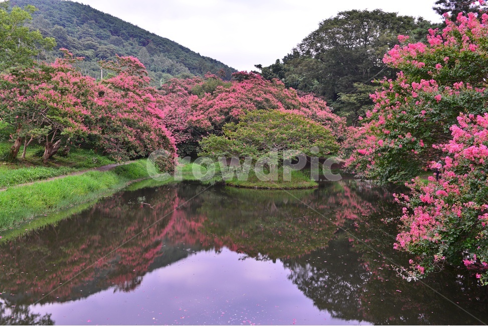 담양,명옥헌,명옥헌원림,문화재,명옥헌배롱나무,배롱나무,배롱나무꽃,낙화유수,꽃잎,연못,반영,만개,outdoors,옥외,water,물,nature,자연