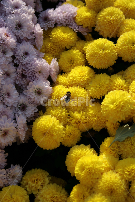 국화,꽃,가을,color,flower,식물,자연,plants,nature,꽃,flower