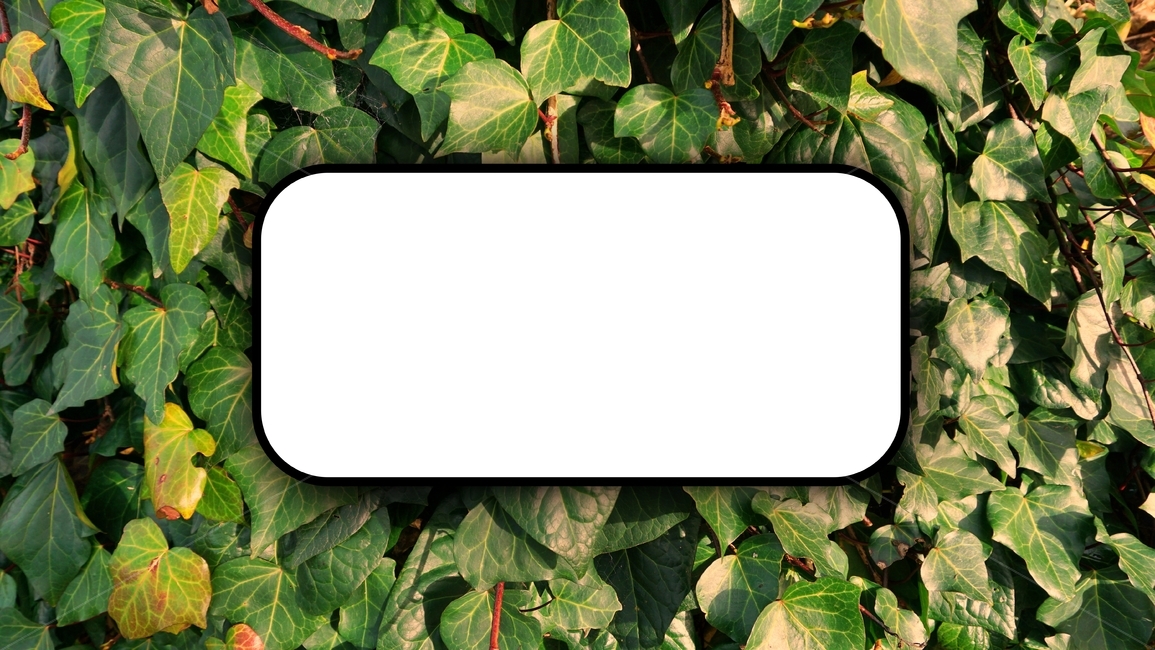 식물,잎,rame,leaf,green,nature,plant,border,leaves,tree,summer,isolated,white,spring,foliage,floral,flower,blank,card,ivy,decoration,garden,design,natural,christmas,fresh,holiday,이름표,배경화면