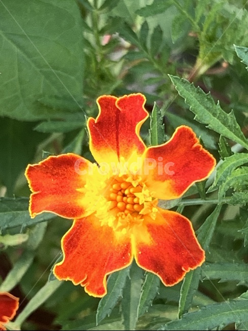 꽃,주황,야생화,화초,붉은꽃