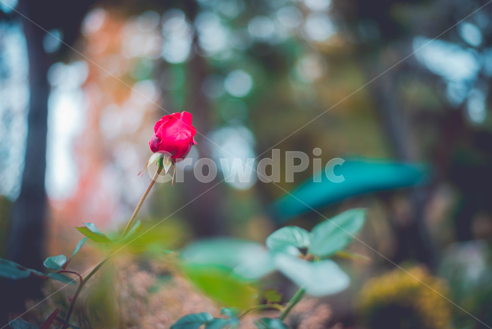 plant,식물,장미,rose,flower,blossom,꽃,식물,자연,plants,nature,꽃,flower