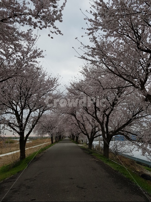 꽃,벚꽃,길,식물,flower,plant