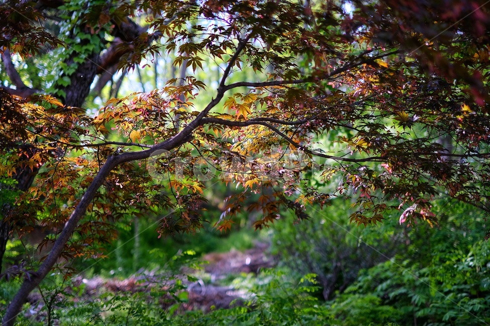 여름단풍,단풍,자연,숲,숲속,식물,자연,plants,nature,나무,trees,wood