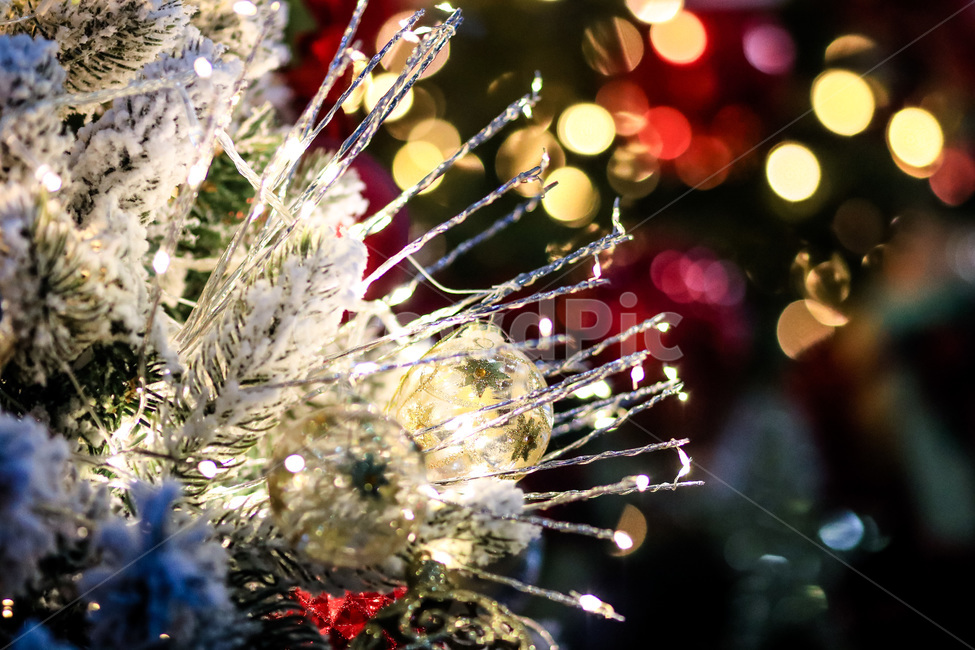 겨울,겨울색,보케,빛,겨울이미지,크리스마스이브,winter,bokeh,season,계절,빛망울,추위,아름다운,beautiful,겨울,계절,winter,season,야경,밤,풍경,nightscape,night,landscape,기념일,축하,anniversary,congratulation,celebrate,celebration,메리크리스마스,성탄절,merry christmas,plant,식물