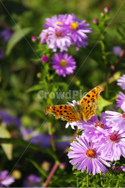 식물,plant,꽃,flower,나비,식물,자연,plants,nature,꽃,flower,동물,animal,곤충,벌레,insect,bug