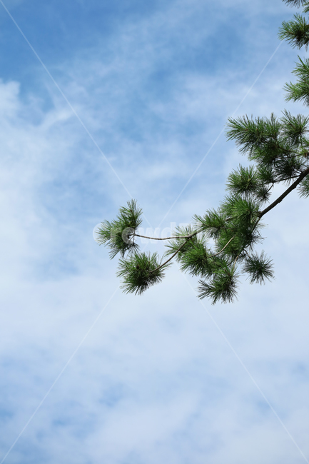 소나무,나뭇가지,나뭇잎,하늘,구름,식물,자연,침엽수,파란하늘,식물,자연,plants,nature