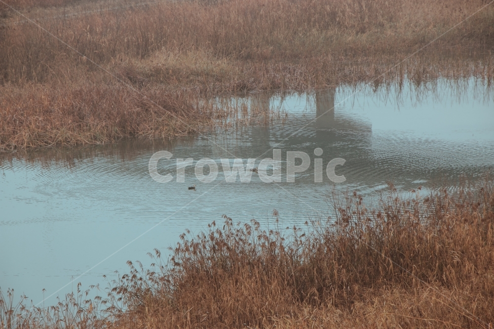 경기도,양평,가을,갈대,철새,자연,가을,계절,fall,autumn,season,자연,풍경,nature,landscape,land,땅,outdoors,옥외,water,물