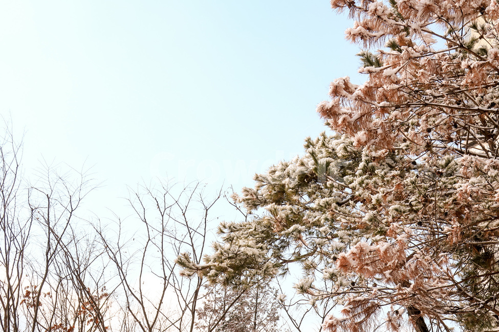 겨울,눈,풍경,하늘,쓸쓸함