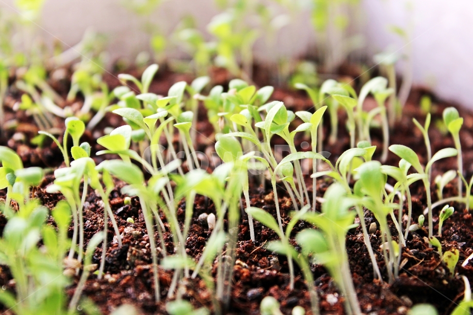 식물,새싹,흙,연두,생명,plants,sprout,hope