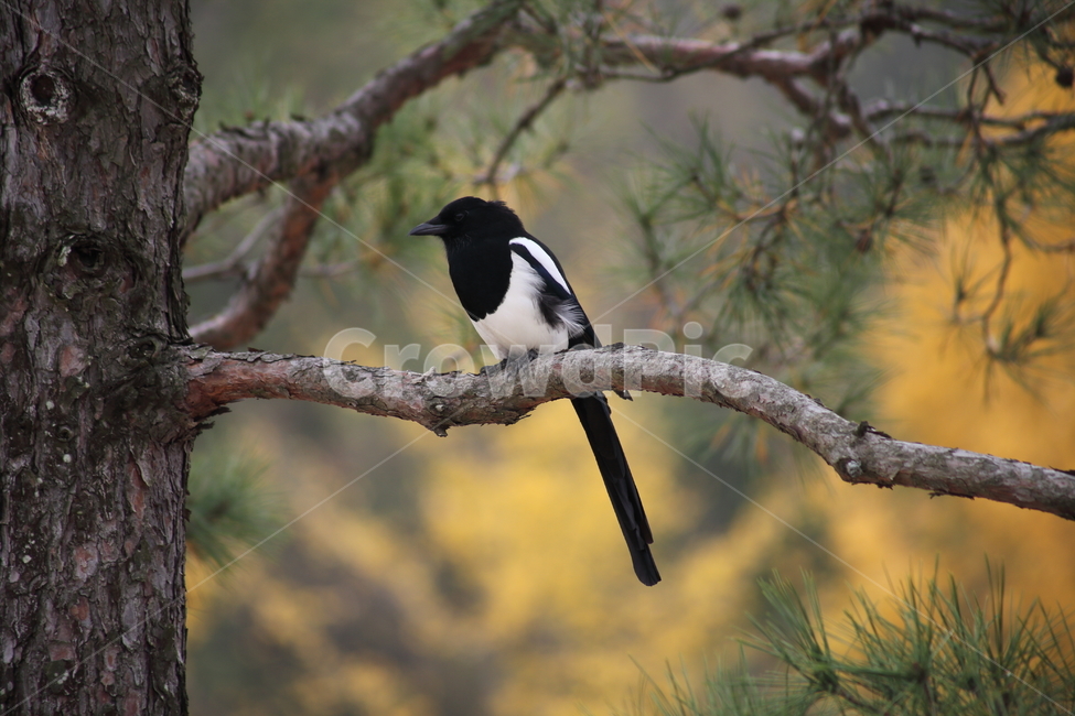 까치,새,동물,조류,magpie,동물,animal,조류,새,birds