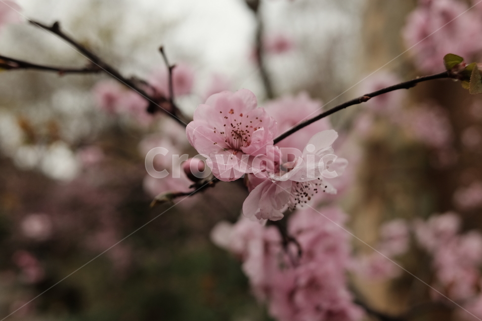 꽃,분홍,봄,벚꽃,매화,감성사진,식물,자연,plants,nature,꽃,flower