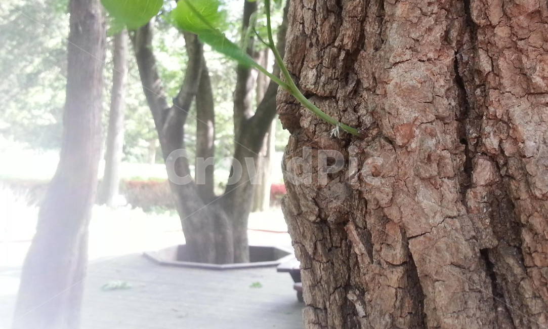 나무,나무줄기,식물,tree,treetrunk,plant,공원,식물,자연,plants,nature,나무,trees,wood
