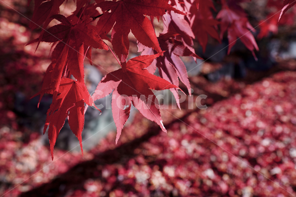 단풍,가을,단풍나무,낙엽,autumn,가을,계절,fall,autumn,season,leaf,잎,plant,식물,tree,나무
