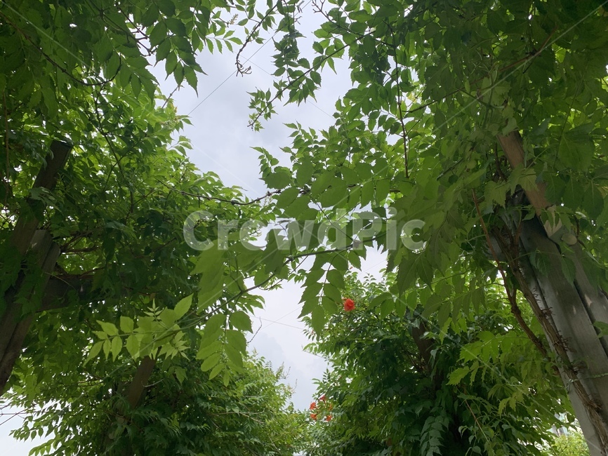 하늘,나무,plant,잎,leaf