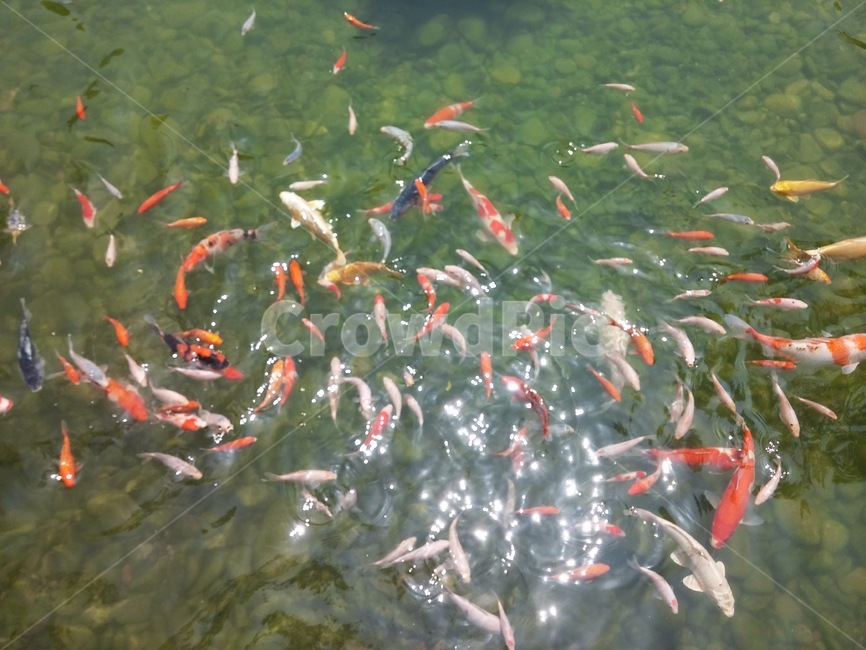 fish,물고기,animal,동물,물고기밥