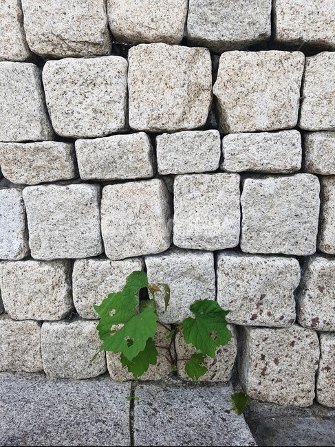 walkway,식물,wall,path,통로