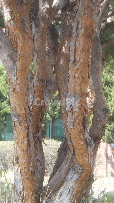 소나무,적송,송모,송침,상록침엽교목,식물,자연,plants,nature,나무,trees,wood