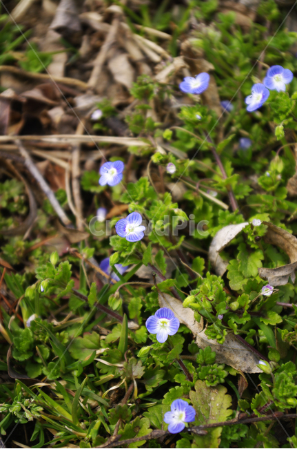 꽃,flower,식물,plant,봄,spring,식물,자연,plants,nature,꽃,flower