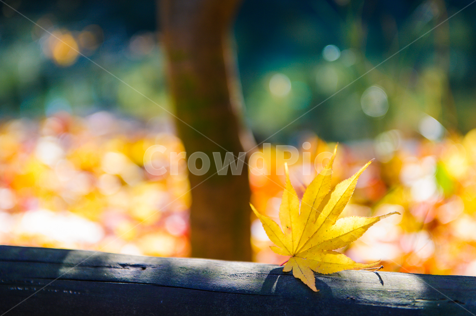 가을,단풍,빛,보케,단풍나무,노랑,감성,여행,맑은날,가을,계절,fall,autumn,season,식물,자연,plants,nature,감성,sensible,feeling,plant,leaf,잎,tree,나무