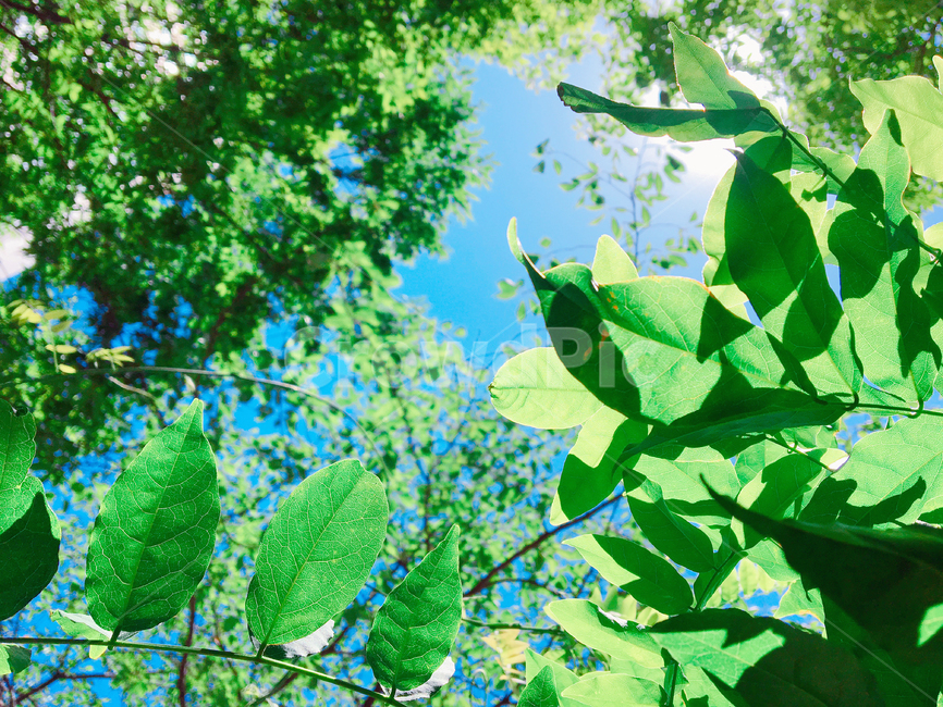 phone background,spring,leaves,record,season,neat,moist,sunny,greenish,sky,Harmony,tree,August,water drop,shining,plant,contrast,Greenery,June,forest,In May,purity,Clean,summer,Emotion,green,sprout,early summer,nature,cool,new sprout,clear,morning dew,lea