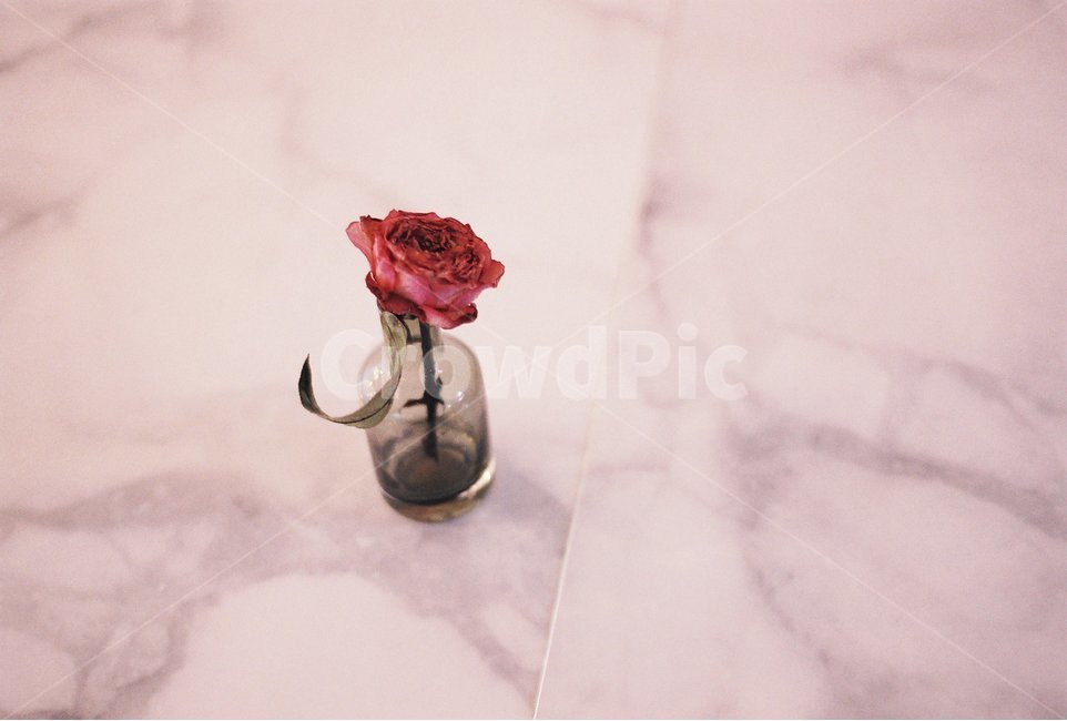 인테리어,카페,식물,프리져브드플라워,감성,필름,식물,자연,plants,nature,꽃,flower,실내용화초,화분,화초,house plant,감성,sensible,feeling,인테리어,실내디자인,interior design